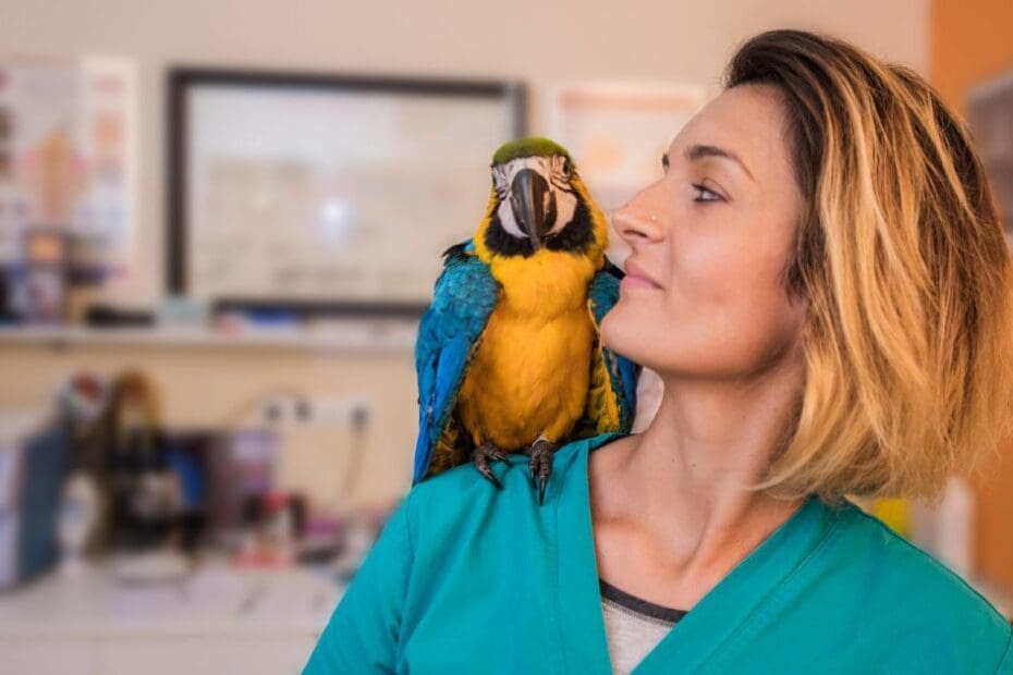 Precision Vet Compounding Web Design by Boylen showing image of veterinary with parrot.