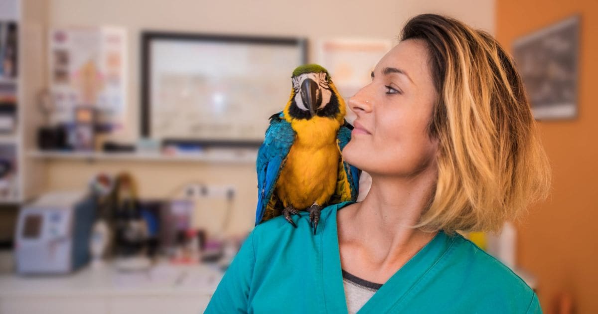 Precision Vet Compounding Web Design by Boylen showing image of veterinary with parrot.